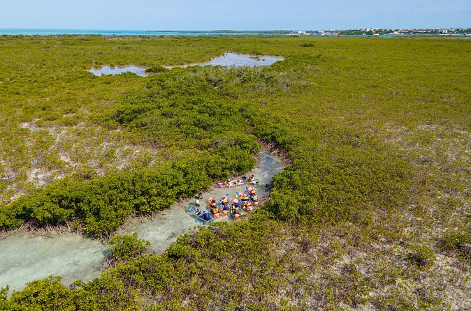 2 Hours Clear Kayaking Activity on Mangrove Cay - Who This Tour Fits Best (And Who Might Want Another Option)