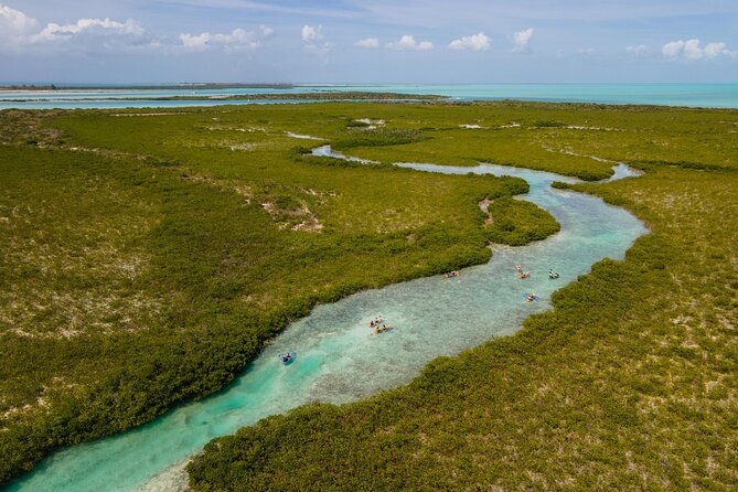 2 Hours Clear Kayaking Activity on Mangrove Cay - What You Can Expect to See: Turtles, Sharks, and Little Clues