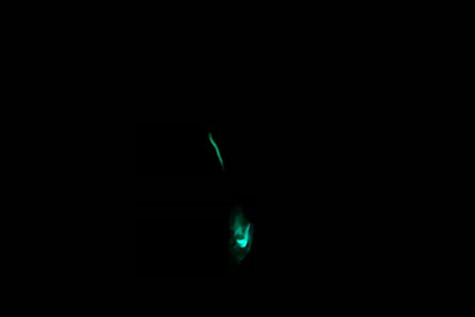 3 hour Glow Worm Sunset Cruise from Providenciales - Watching the glow worms happen: what you’ll actually see