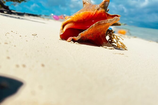 3HR Clear Kayak Mangrove and iguana island Tour in Leeward - What You’ll Actually See: Wildlife Options and How to Set Expectations