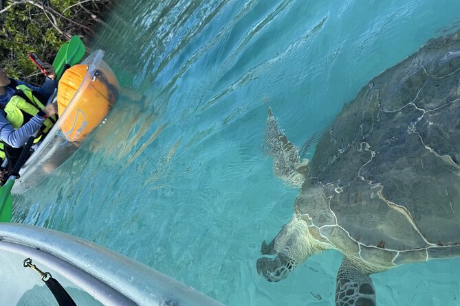 3hr Clear Kayak Tour of Mangroves, Marine Life and Iguanas - Price and Value: What $134.40 Buys You