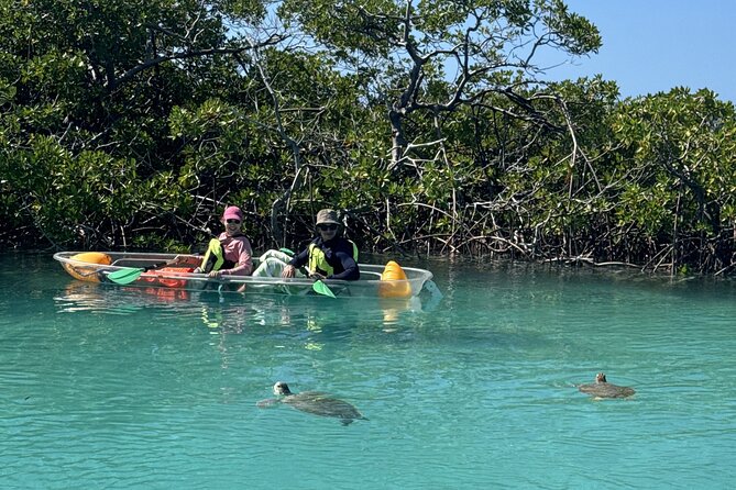 3hr Clear Kayak Tour of Mangroves, Marine Life and Iguanas - What to Bring (Since a Dry Bag Isn’t Included)