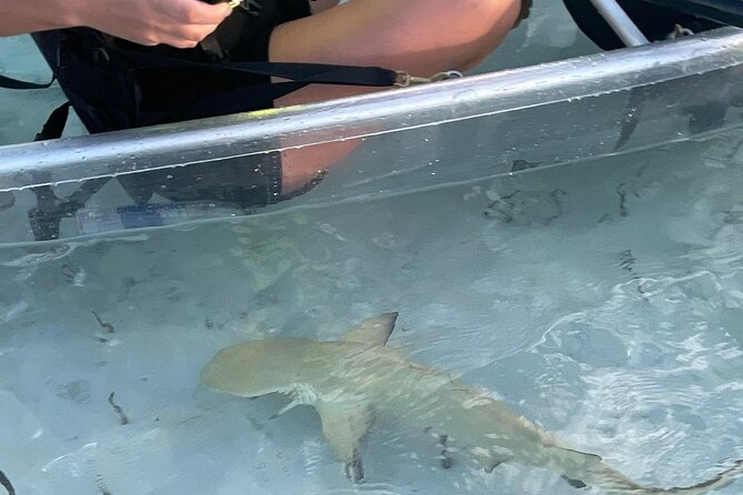 3hr Clear Kayak Tour of Mangroves, Marine Life and Iguanas - The Iguana Island Stop: A Different Kind of Wildlife Encounter