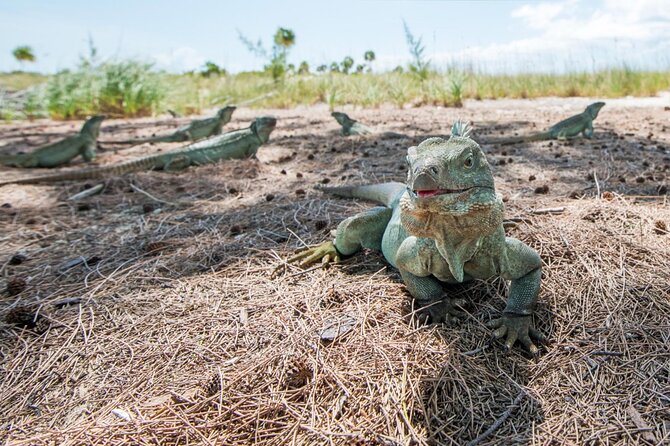 3HR Emerald reef snorkeling, iguana island and shipwreck tour - Price and Value: Is $125 Worth It?