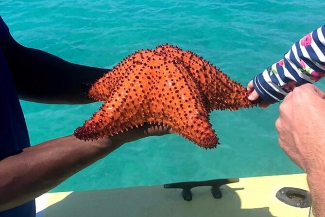 3hr Seaside Scavenger hunt - Food and drinks: snacks, rum punch, and conch prep