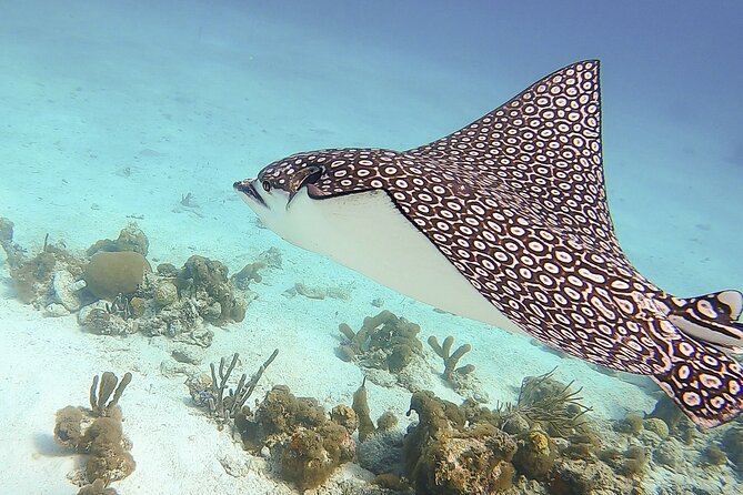 4 Hour Private Catamaran Sail and Snorkel from Grace Bay Beach, Providenciales - Little Water Cay: the weather-dependent swap when conditions change