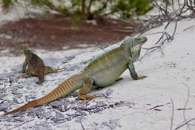 4hour Group Half Day Snorkeling Excursion in Grace Bay - Stop 2: Little Water Cay (Iguana Island) Beach Time