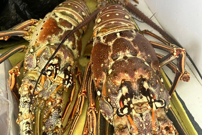 4HR-Halfday Private Fishing Tour in Gracebay - The Caicos Bank fishing grounds and the species you’re targeting