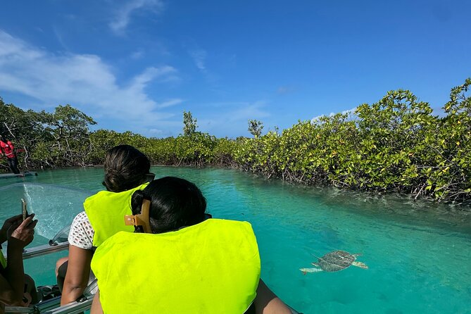 6-Passenger Motorized Clear Kayak Mangrove Tour in Providenciales - Mangrove Cay channels: marine life you can spot from a clear seat