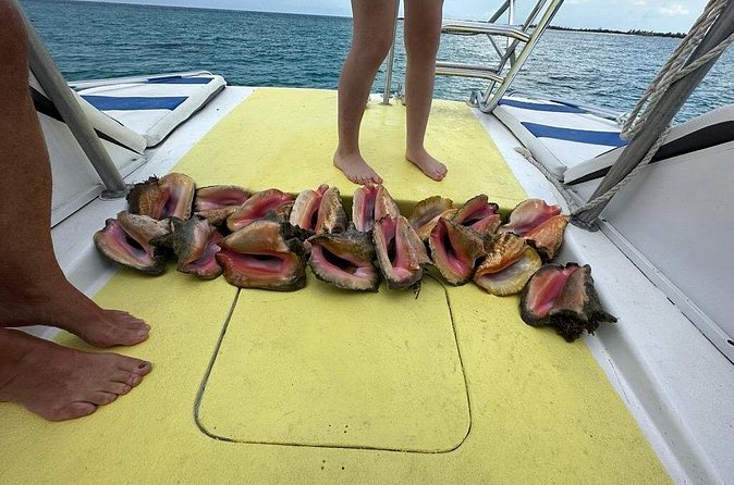 6HR-Provo Cays exploration with Lunch in Gracebay - Little Water Cay, iguanas, shells, and sandy “pause moments”