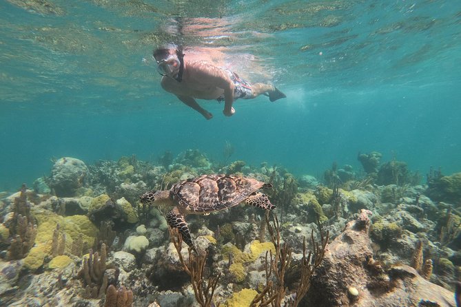 Afternoon Half Day Cruise from Providenciales with Snorkeling and Iguana Island - Check-In at Alexandra Resort and Your Hotel Pickup/Drop-Off