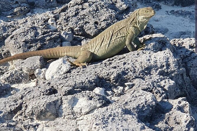 Clear Bottom Kayaks Mangrove and Iguana Tour - Key Things to Know Before You Go