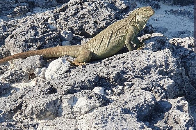 Clear Bottom Kayaks Mangrove and Iguana Tour - Transfers, Pickup, and Where You Start: Making the Day Easy