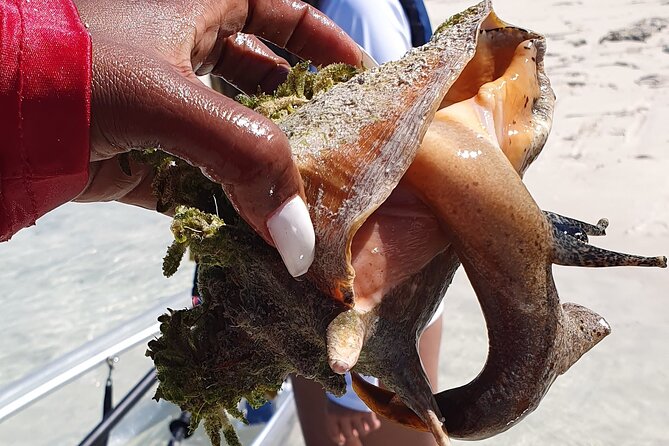 Clear Bottom Kayaks Mangrove Tour - Key Things You’ll Remember Most