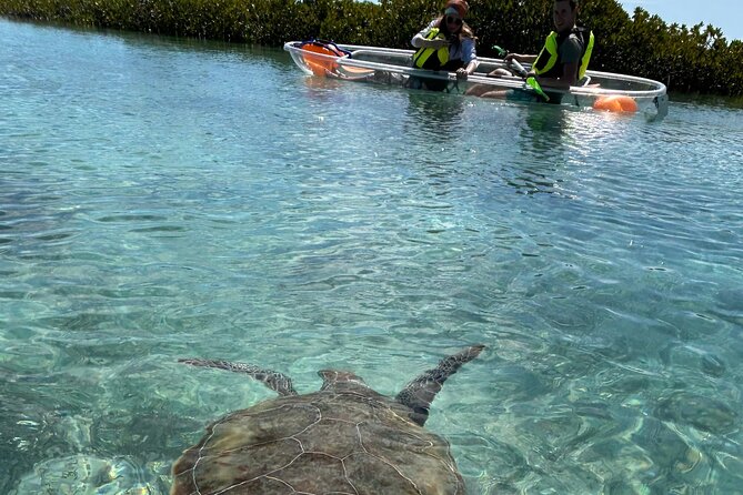 Clear Kayak Eco Tour Explore Mangroves and Meet the Turtles - Key Highlights You’ll Actually Notice