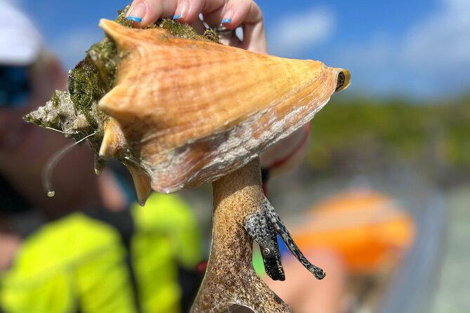 Clear Kayak Eco Tour Explore Mangroves and Meet the Turtles - Clear Wave Clear Kayak in Providenciales: What This Tour Really Feels Like