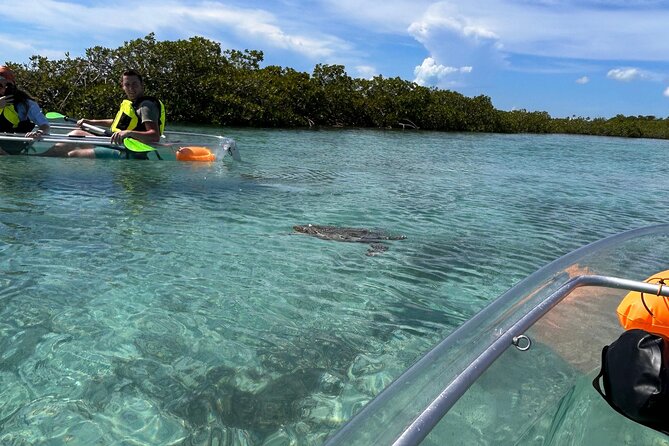 Clear Kayak Eco Tour Explore Mangroves and Meet the Turtles - Price and Value: Is $112 Worth It for Clear Kayak + Wildlife?