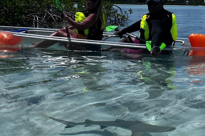 Clear Kayak Eco Tour Explore Mangroves and Meet the Turtles - What to Expect from Logistics: Pickup, Mobile Ticket, and What to Bring
