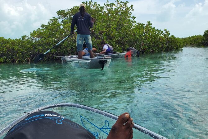 Clear Kayak Mangrove Eco Tour - Small Group Size: Better Guide Attention, Better Pacing