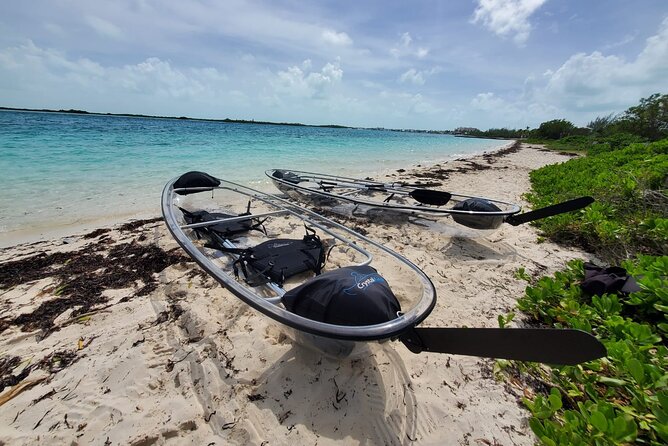 Clear Kayak Mangrove Eco Tour - What You Can Spot: Stingrays, Turtles, Lemon Sharks, and Birds