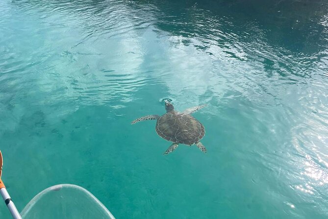 Clear Kayak Tour in Turks & Caicos Islands - Clear Kayak Tour in Turks & Caicos: What the Experience Really Feels Like