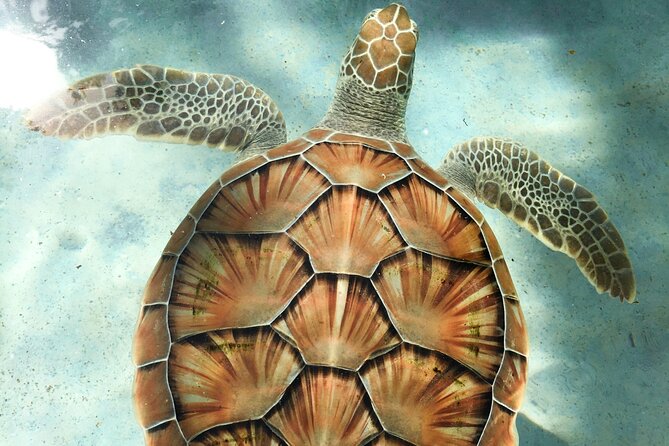 Clear Kayak Tour in Turks & Caicos Islands - Starting in Grace Bay and Ending at Emerald Beach: Logistics That Matter