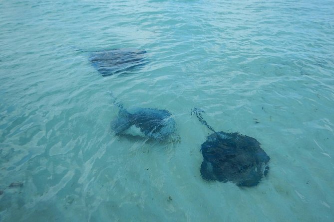 Exclusive Supreme Snorkeling Tour - Snorkeling gear, safety basics, and what you must be able to do