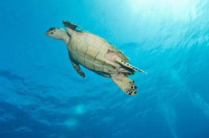 Exclusive Supreme Snorkeling Tour - Crew energy: what often makes the day feel worth it