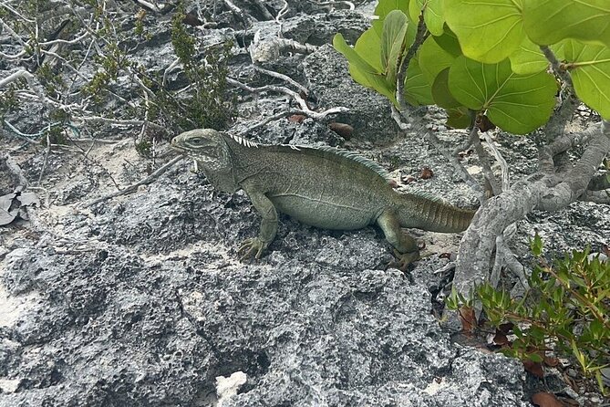 Full Day Private Charter Tour Turks and Caicos - Pickup, mobile ticket, and a no-fuss private day
