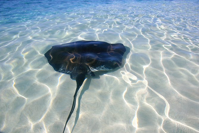 Gibbs Cay Stingray and Conch Dive Adventure - Gibbs Cay on Grand Turk: The Deserted-Island Feel