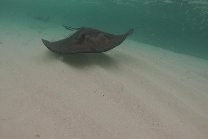 Gibbs Cay Stingray and Conch Dive Adventure - Guides and the Small-Group Advantage on the Water