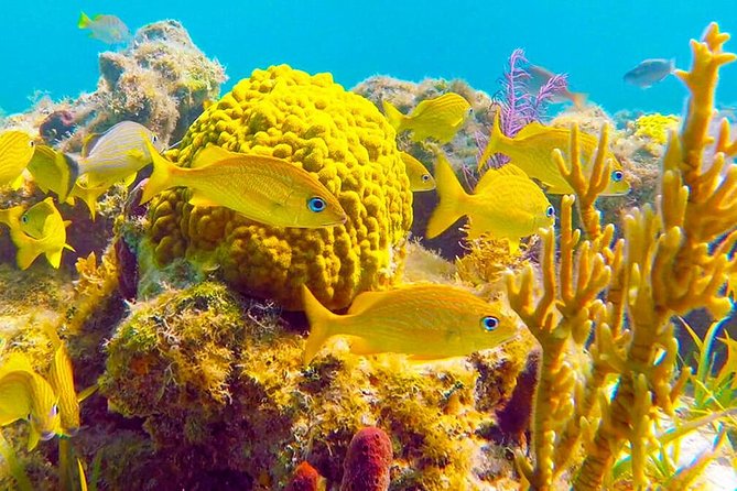 Grand Turk - Amazing Wall Snorkeling Tour - Key things I’d zero in on before you go