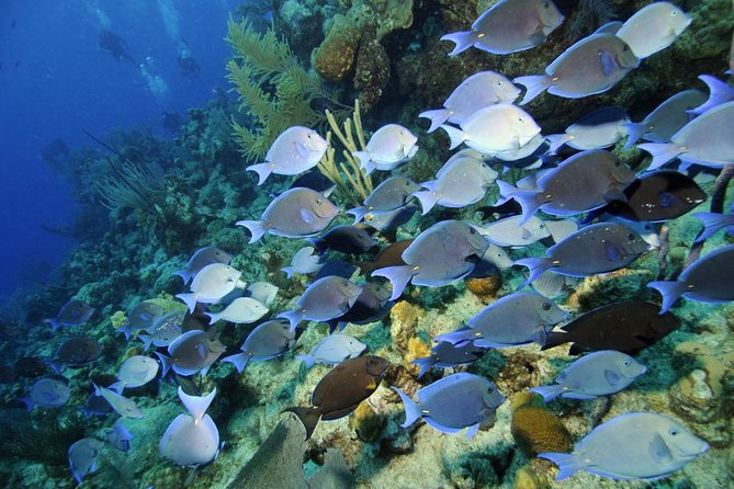 Grand Turk - Amazing Wall Snorkeling Tour - Grand Turk’s Amazing Wall: why this drop-off is worth the effort