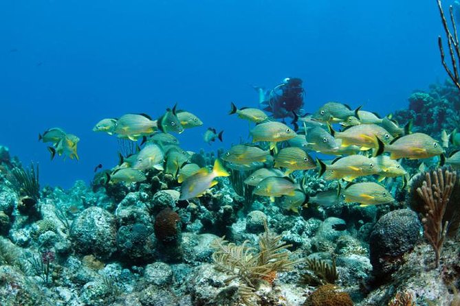 Grand Turk - Amazing Wall Snorkeling Tour - Getting geared up and climbing aboard: what you should be prepared for