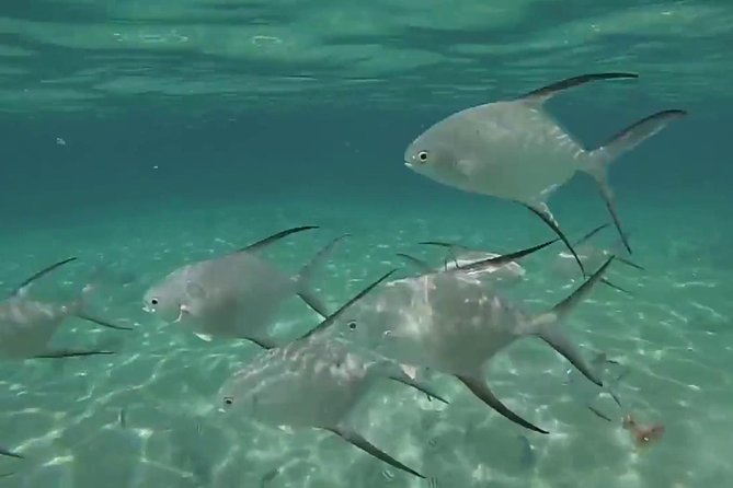 Grand Turk - Amazing Wall Snorkeling Tour - When the Amazing Wall isn’t accessible: how the team handles reef swaps