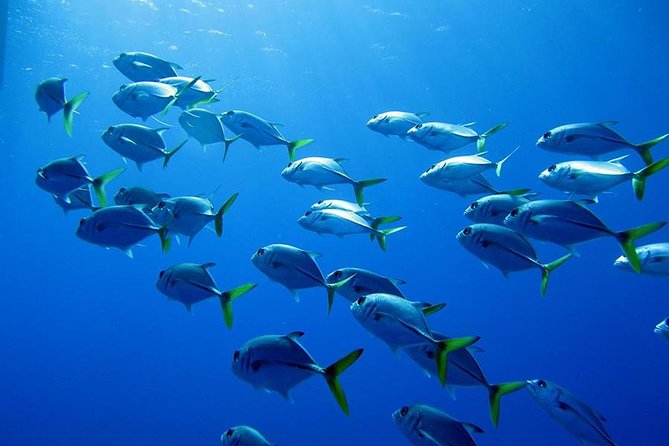 Grand Turk - Amazing Wall Snorkeling Tour - What you’re paying for: value in a $103 snorkeling tour