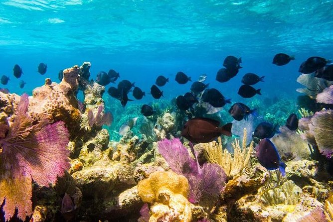 Grand Turk - Amazing Wall Snorkeling Tour - Meeting point in Cockburn Town: simple location, no hotel pickup