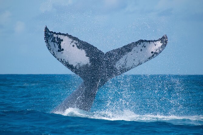 Grand Turk: Whale Watching - Key Things I’d Pick Up Before You Go