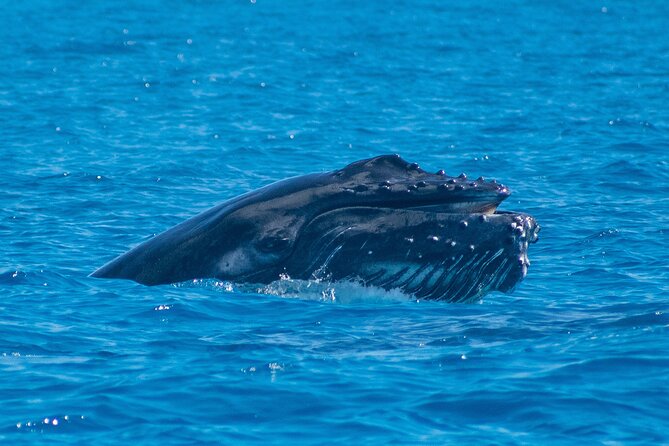 Grand Turk: Whale Watching - From Jack’s Shack Beach Bar to the Whale Grounds