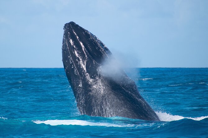 Grand Turk: Whale Watching - Finding Whales Without Spooking Them: How You’ll Observe