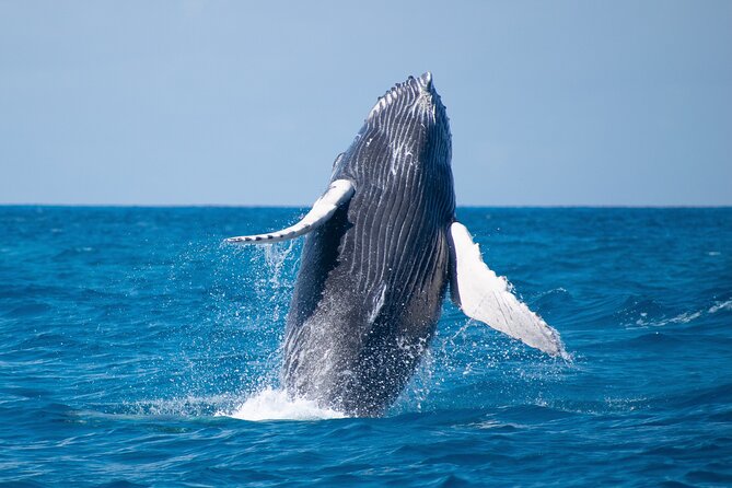 Grand Turk: Whale Watching - Marine Biologist Guidance You Can Actually Use