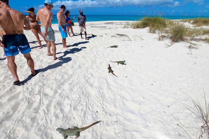 Group Reef, Beach and Sandbar Tour from Providenciales - Sand Dollar Cove sandbar: the shallow-water payoff