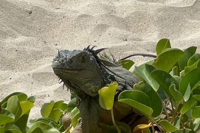 Half Day Private Sun and Snorkel exploring the Turks and Caicos - The Sandbar That Lives Up to the Photos