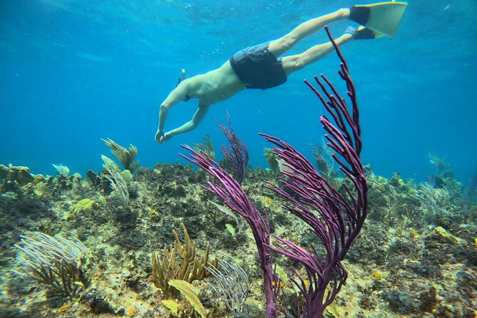 Half Day Snorkel from Providenciales with Visit to Half Moon Bay - Price and value: is $140 really fair for four hours?