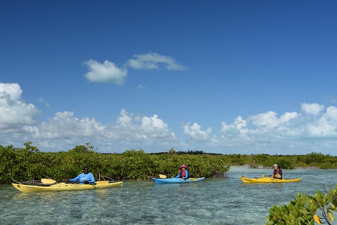 Kayak Eco Tour - Price and value: what $296 covers (and what you’ll skip)