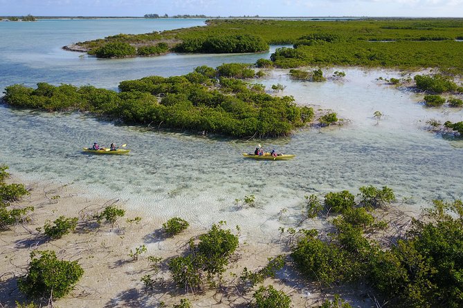 Kayak Eco Tour - The 4-hour flow: paddling, learning, and a beach swim