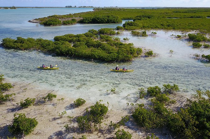 Kayak Eco Tour - Wildlife and ecology: what to look for without guessing