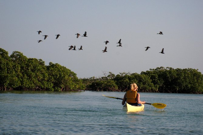 Kayak Eco Tour - Should you book this tour? My practical take