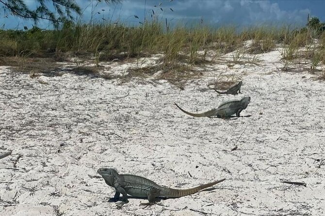Let me take you to Caicos Jetski safari Private Tour - Long Bay Meet-Up and How Pickup Fits Your Day