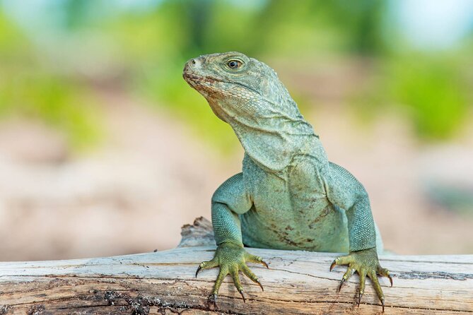 Mangrove Cay and Iguana Island Tours - What You Can Expect to See: Sharks, Turtles, Conch, Stingrays